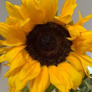 Meet your Posher, Juliet